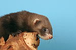 kleintierfotos frettchen