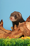 kleintierfotos frettchen