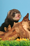 kleintierfotos frettchen