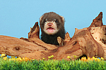 kleintierfotos frettchen
