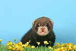 kleintierfotos frettchen