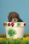 kleintierfotos frettchen