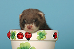 kleintierfotos frettchen