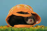 kleintierfotos frettchen
