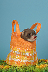kleintierfotos frettchen