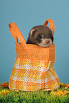 kleintierfotos frettchen