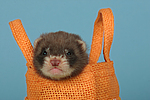 kleintierfotos frettchen