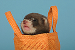 kleintierfotos frettchen