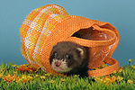 kleintierfotos frettchen