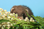 kleintierfotos frettchen