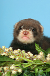 kleintierfotos frettchen