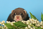 kleintierfotos frettchen