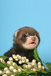kleintierfotos frettchen