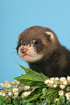 kleintierfotos frettchen