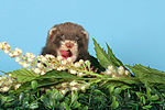 kleintierfotos frettchen