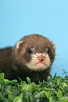 kleintierfotos frettchen