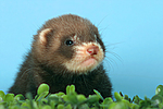 kleintierfotos frettchen