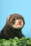 kleintierfotos frettchen