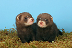 kleintierfotos frettchen