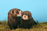 kleintierfotos frettchen