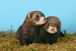 kleintierfotos frettchen