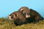 kleintierfotos frettchen