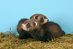 kleintierfotos frettchen