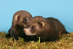 kleintierfotos frettchen