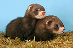kleintierfotos frettchen