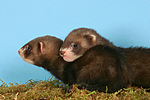 kleintierfotos frettchen