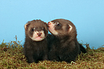 kleintierfotos frettchen