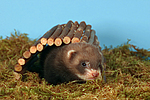 kleintierfotos frettchen