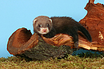 kleintierfotos frettchen