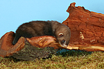 kleintierfotos frettchen
