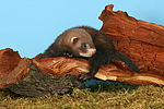 kleintierfotos frettchen