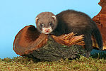 kleintierfotos frettchen