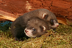 kleintierfotos frettchen