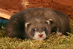 kleintierfotos frettchen