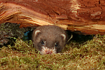 kleintierfotos frettchen