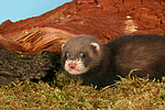 kleintierfotos frettchen
