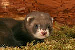 kleintierfotos frettchen