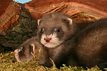 kleintierfotos frettchen