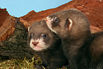 kleintierfotos frettchen