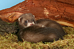 kleintierfotos frettchen