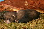 kleintierfotos frettchen