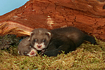 kleintierfotos frettchen