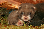 kleintierfotos frettchen