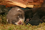 kleintierfotos frettchen