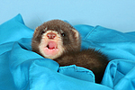 kleintierfotos frettchen