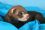 kleintierfotos frettchen